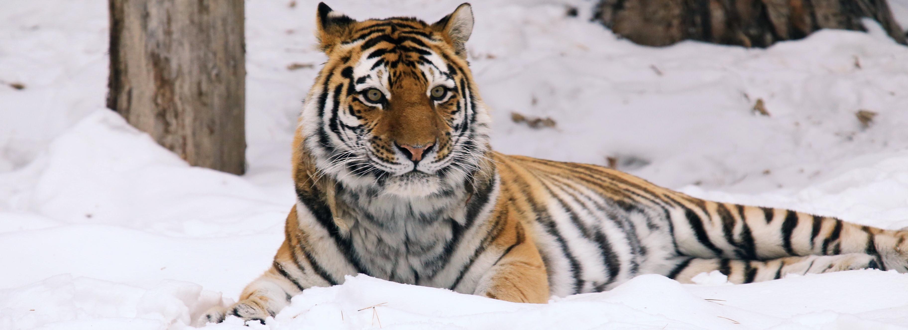 Умер 20-летний амурский тигр Максимус из Новосибирского зоопарка