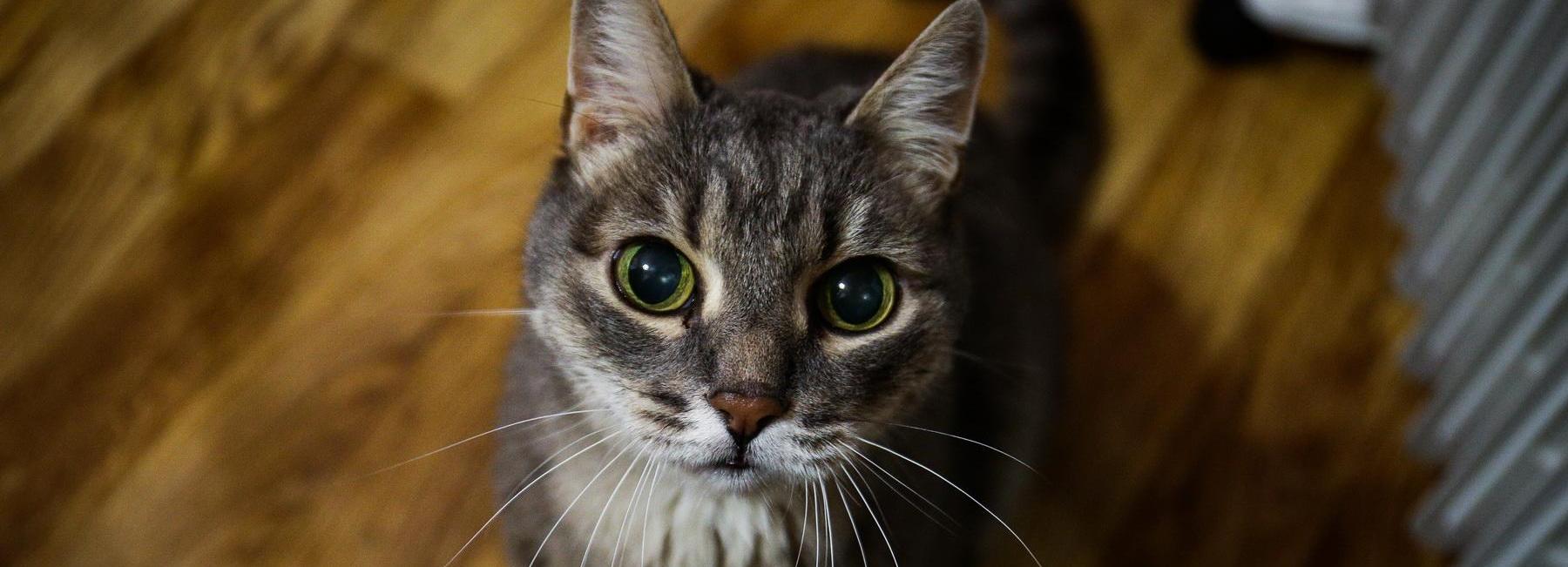 Кот Чешир несколько ночей подряд вызывал охрану в магазин