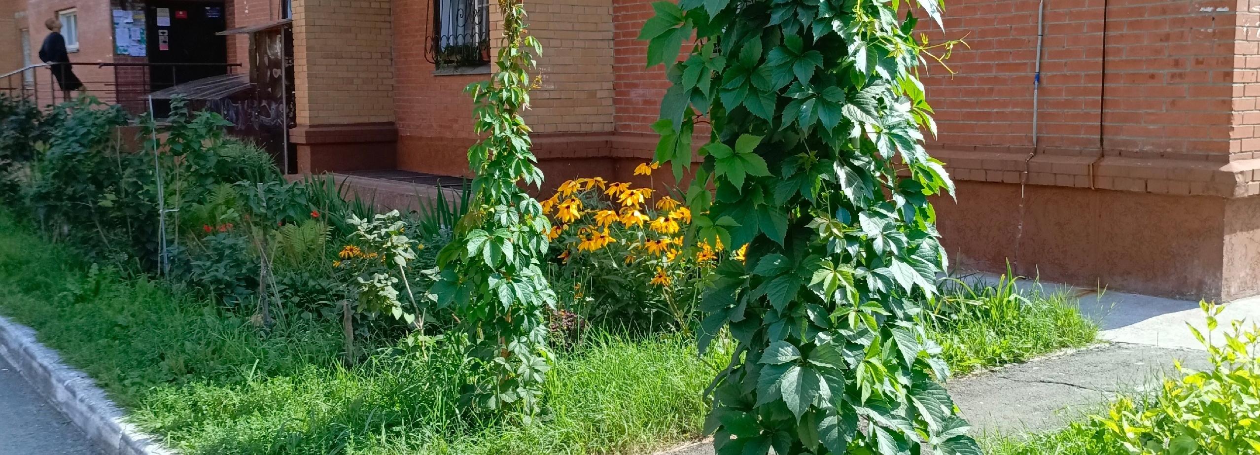 Конкурс на самую красивую клумбу Новосибирска: Баумана, 3/2