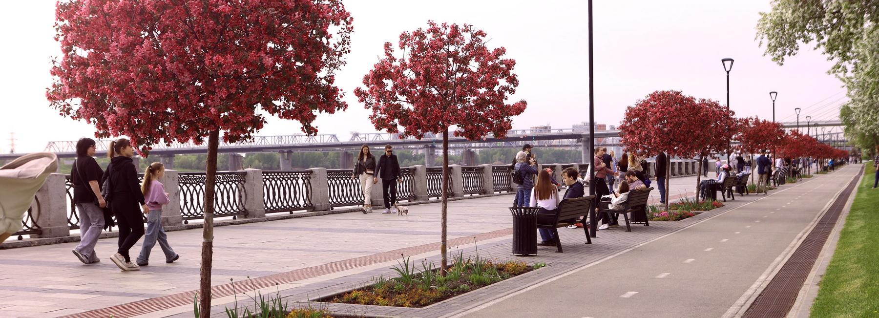 Яблони сорта «Рудольф» расцвели на Михайловской набережной: фото