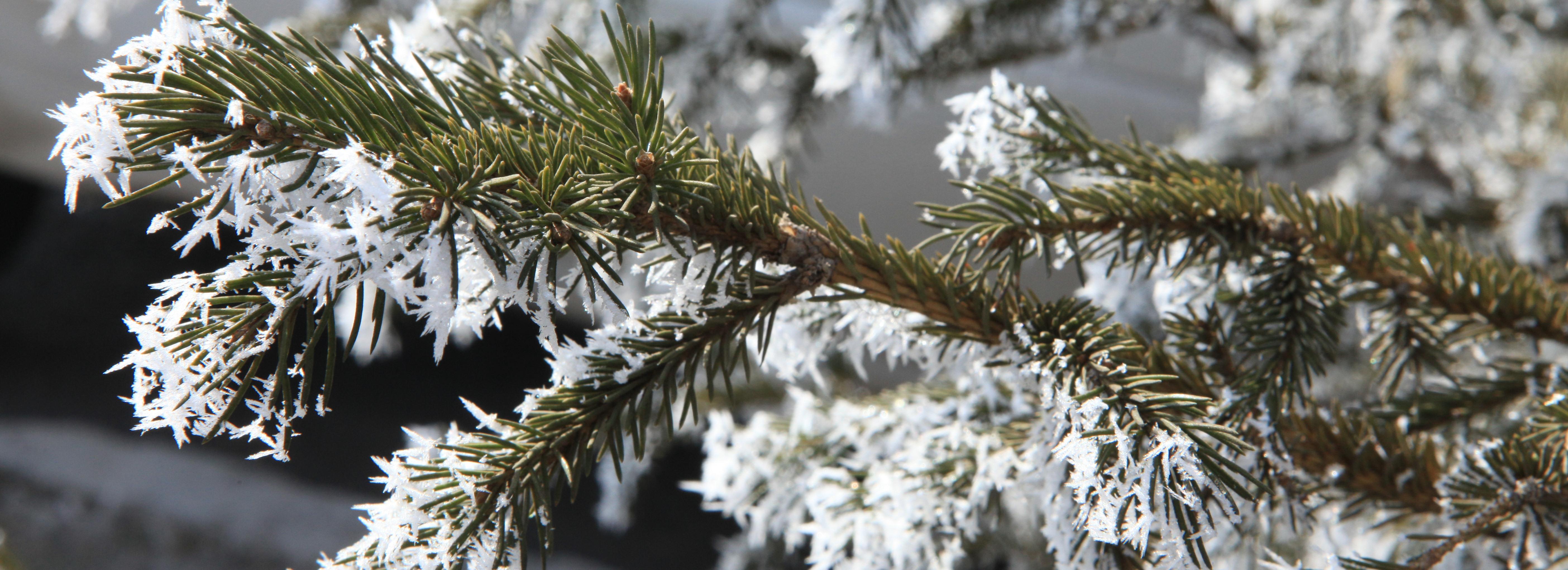 Названы самый холодный и самый тёплый дни этой зимы в Новосибирске