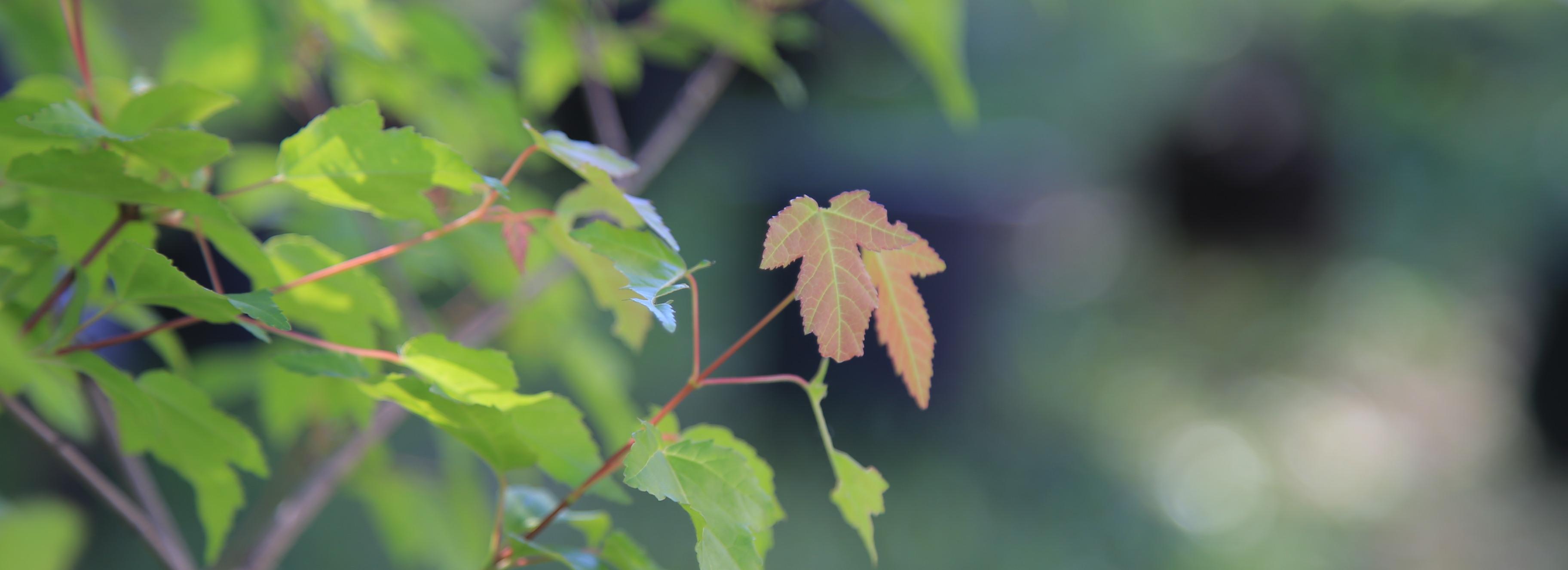 Кленовую изгородь цвета советского флага вернули Первомайскому скверу