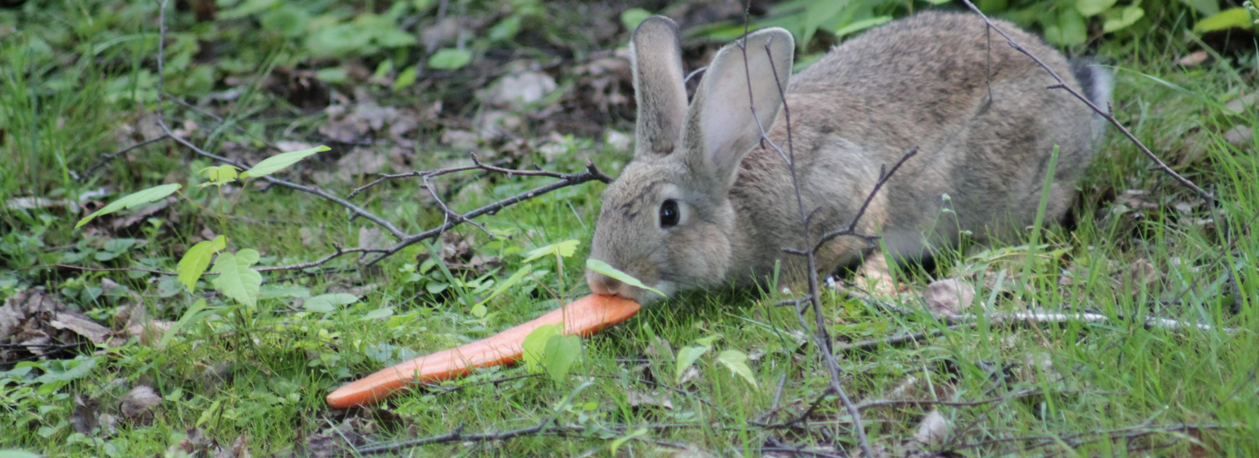 Если вы пропустили: парусная регата, ноопарк и рай для ушастиков