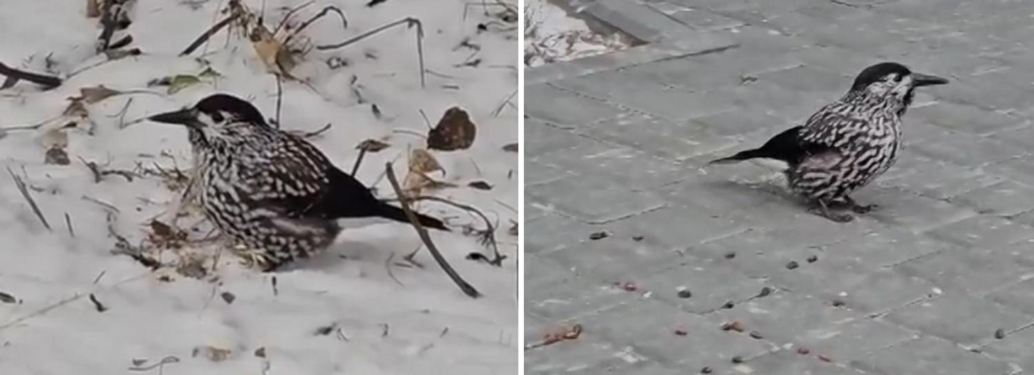 Пернатых любителей кедровых орешков заметили в Заельцовском парке