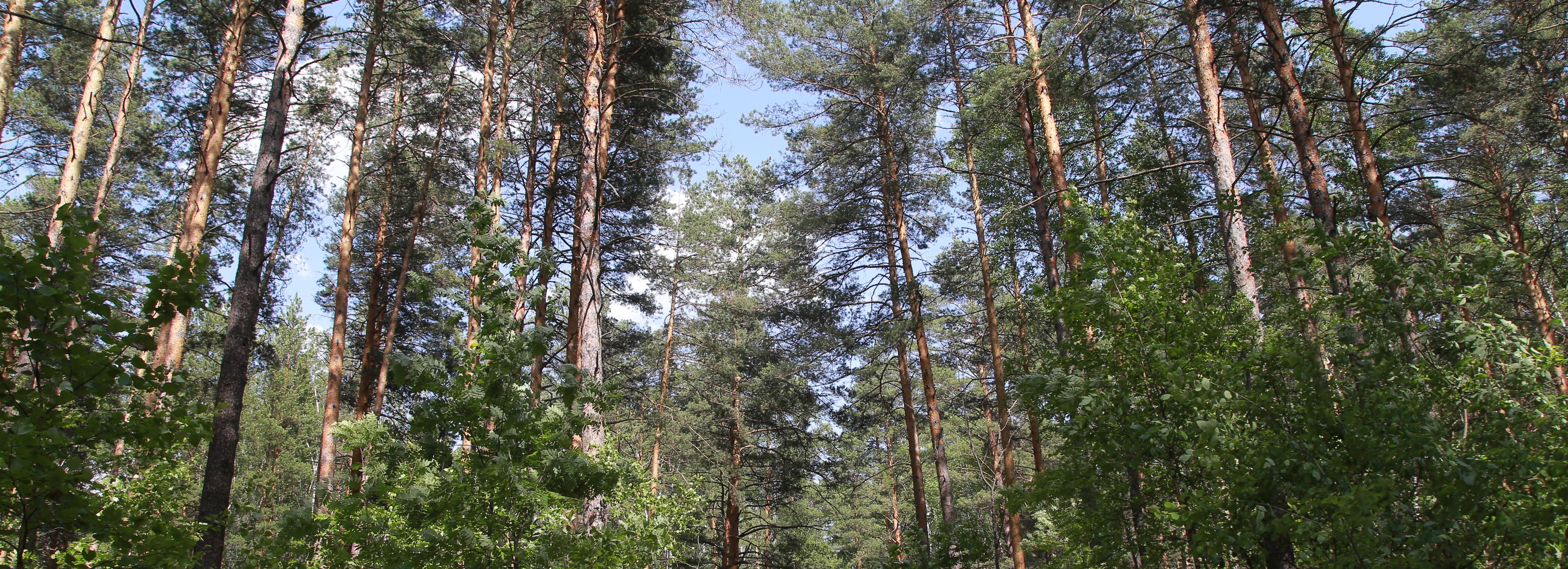 Поедающий леса шелкопряд угрожает пяти районам Новосибирской области