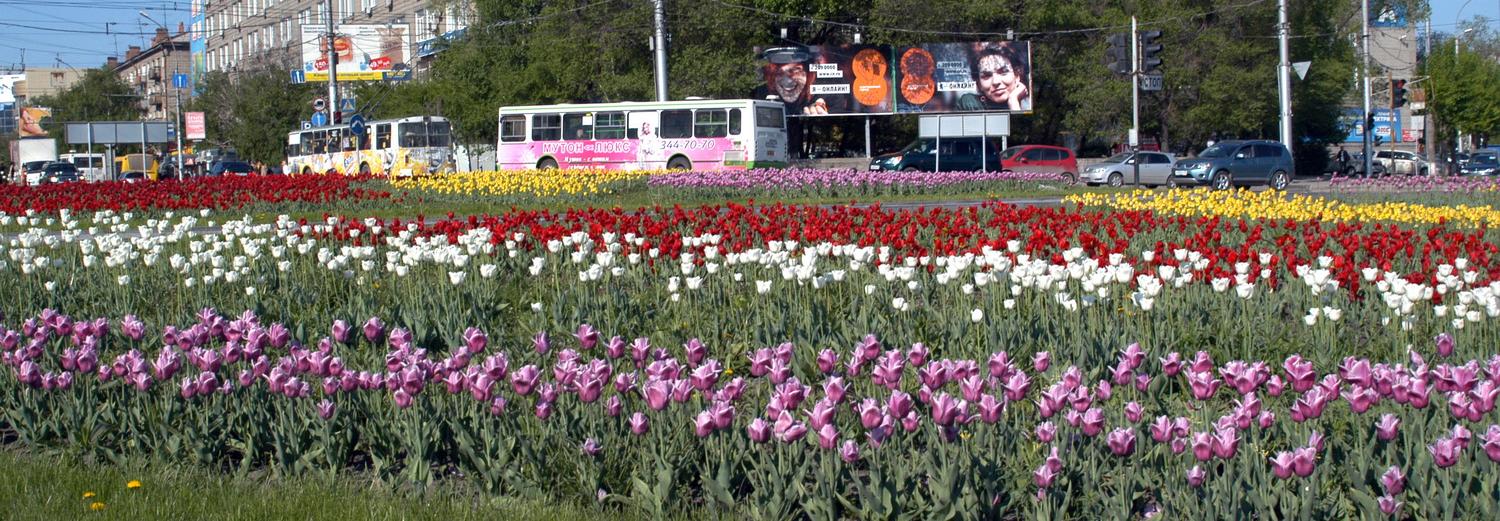 700 000 цветов высадят на клумбах Новосибирска к лету
