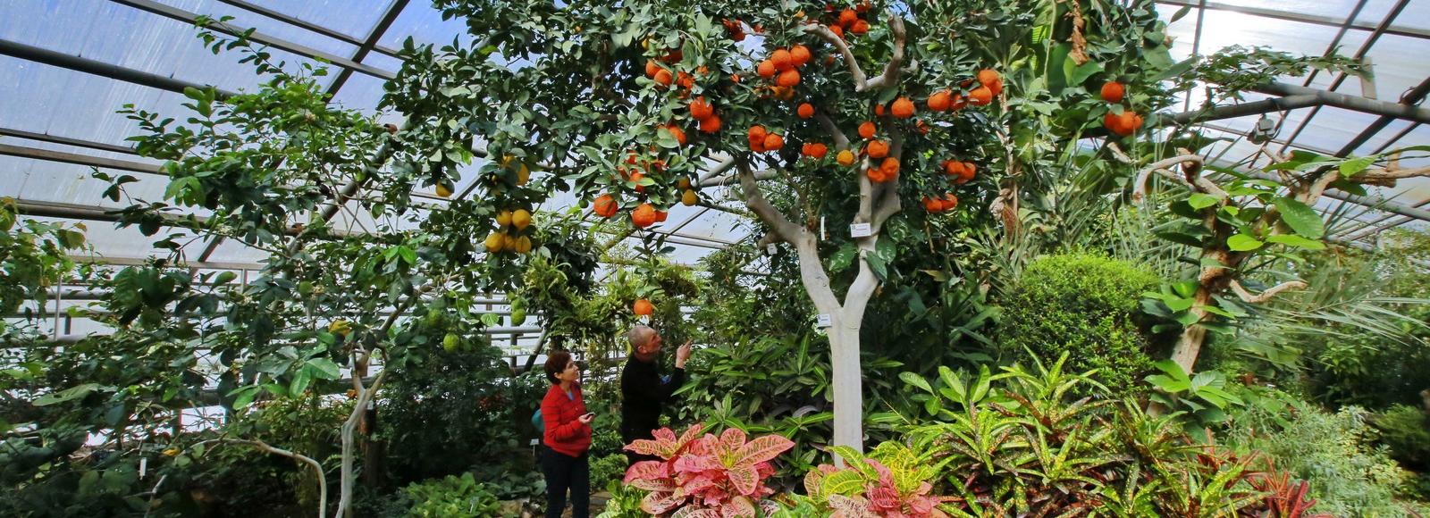 Руки Будды, эремооранж и Валенсия уродились на Дереве дружбы в ботсаду