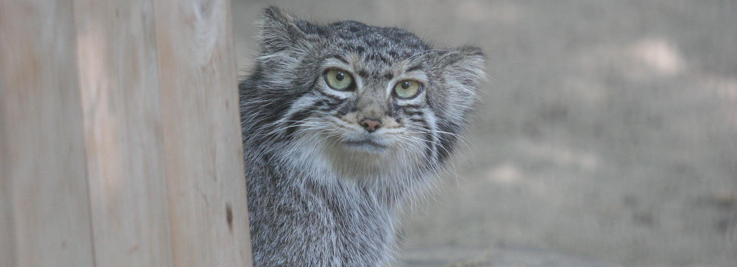Усиленно кормить хищников перед наступлением холодов начали в зоопарке