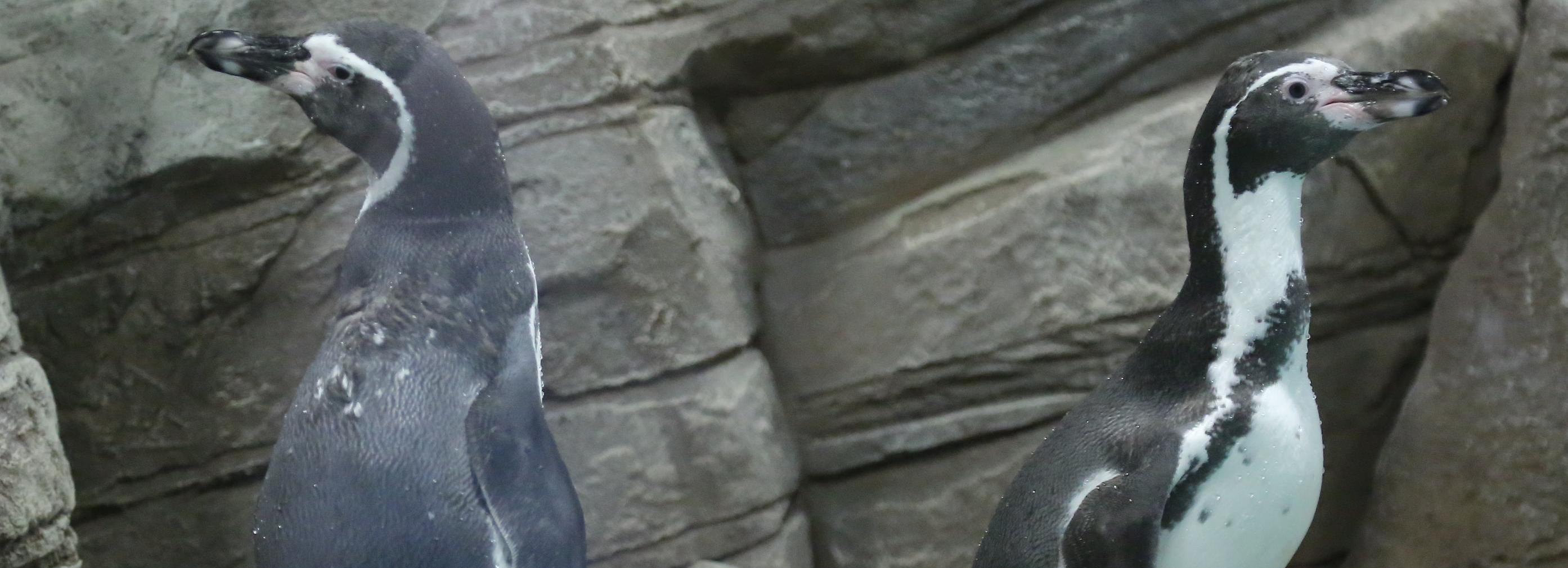 Два пингвинёнка родились в новосибирском зоопарке