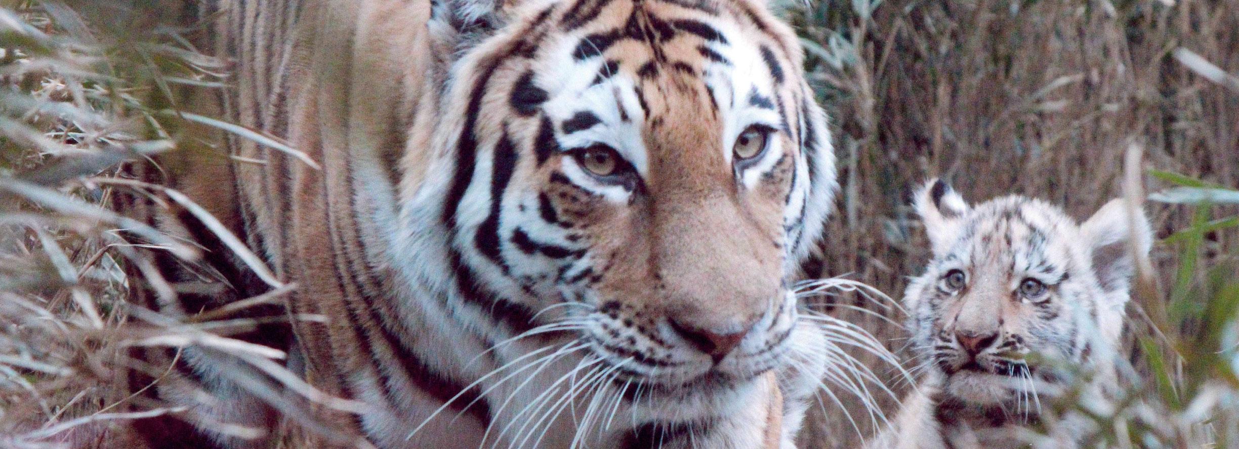 Новосибирские тигры обзавелись внуками в Японии