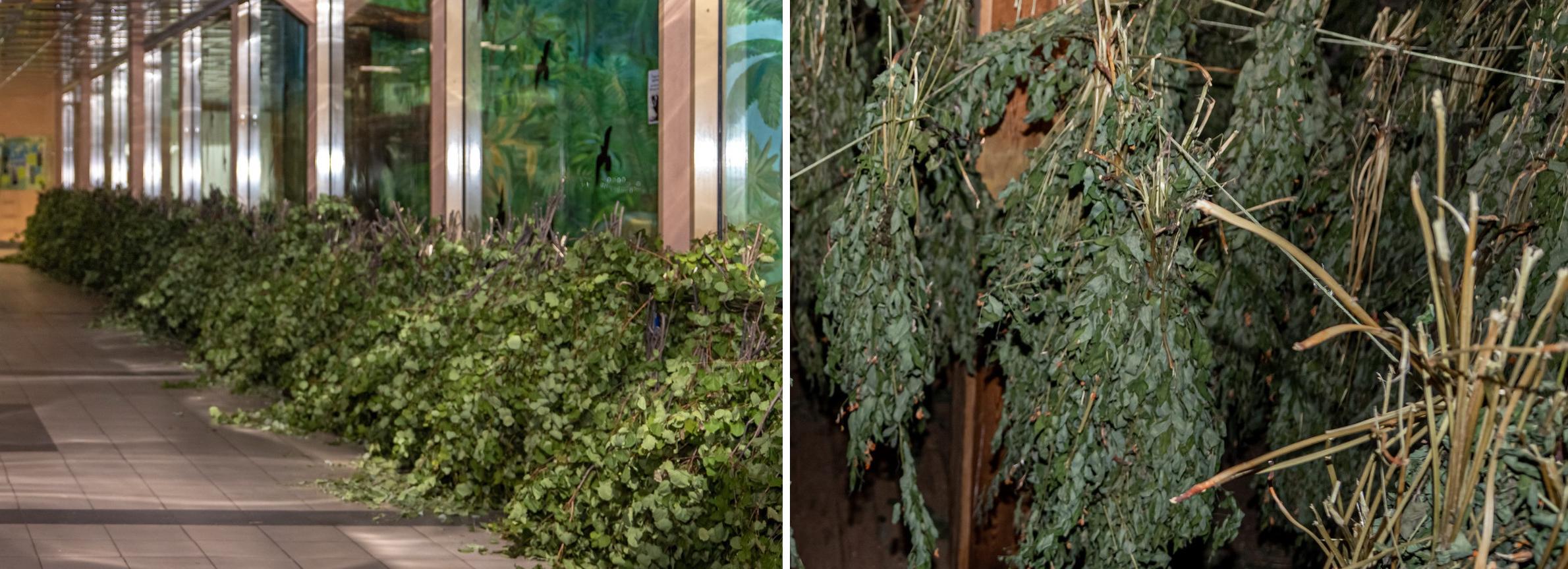 17 тысяч веников заготовили на зиму в Новосибирском зоопарке