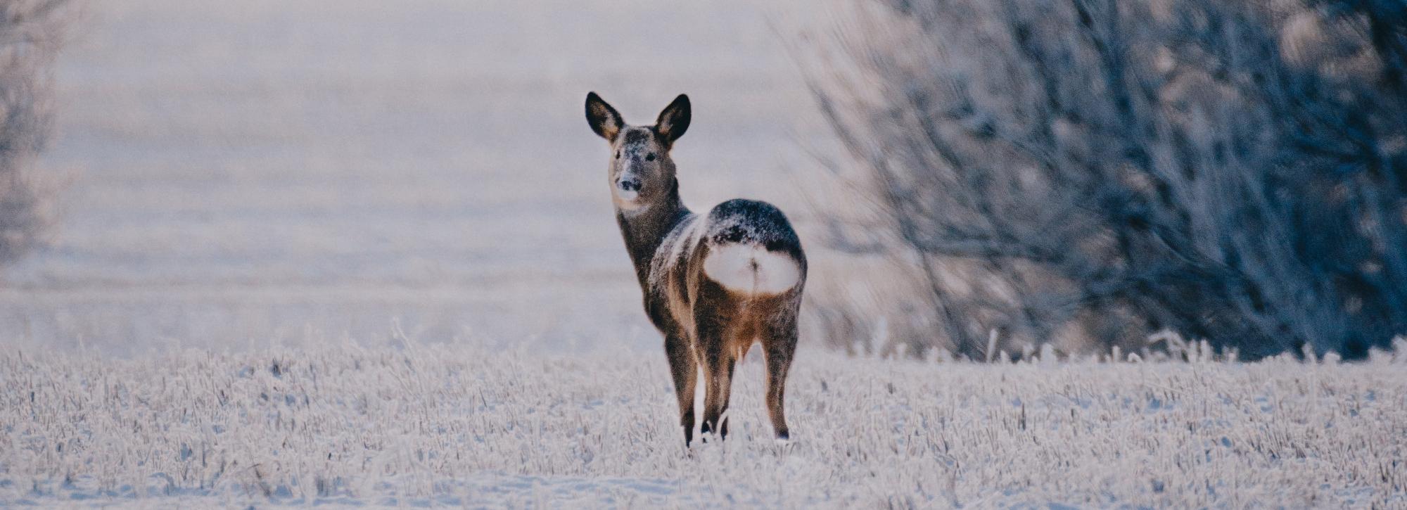 Полмиллиона заплатили браконьеры за отстрел косуль под Новосибирском