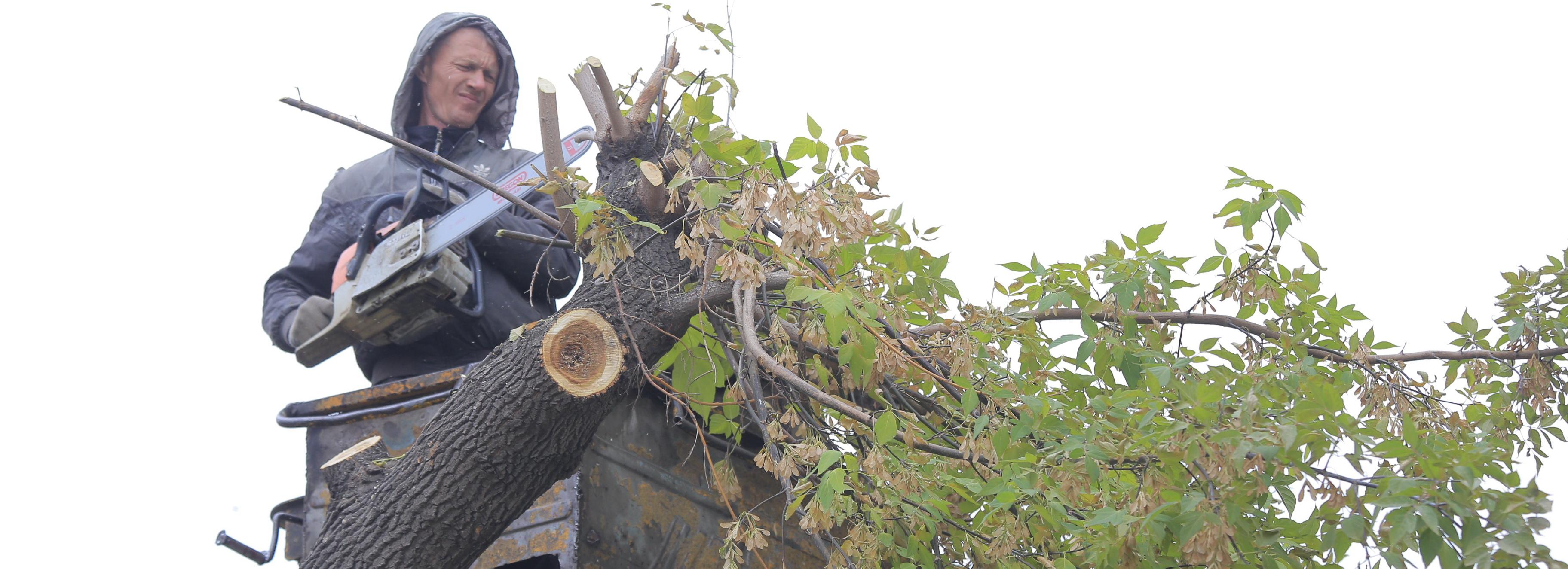 В сквере возле театра «Глобус» спилят два аварийных тополя
