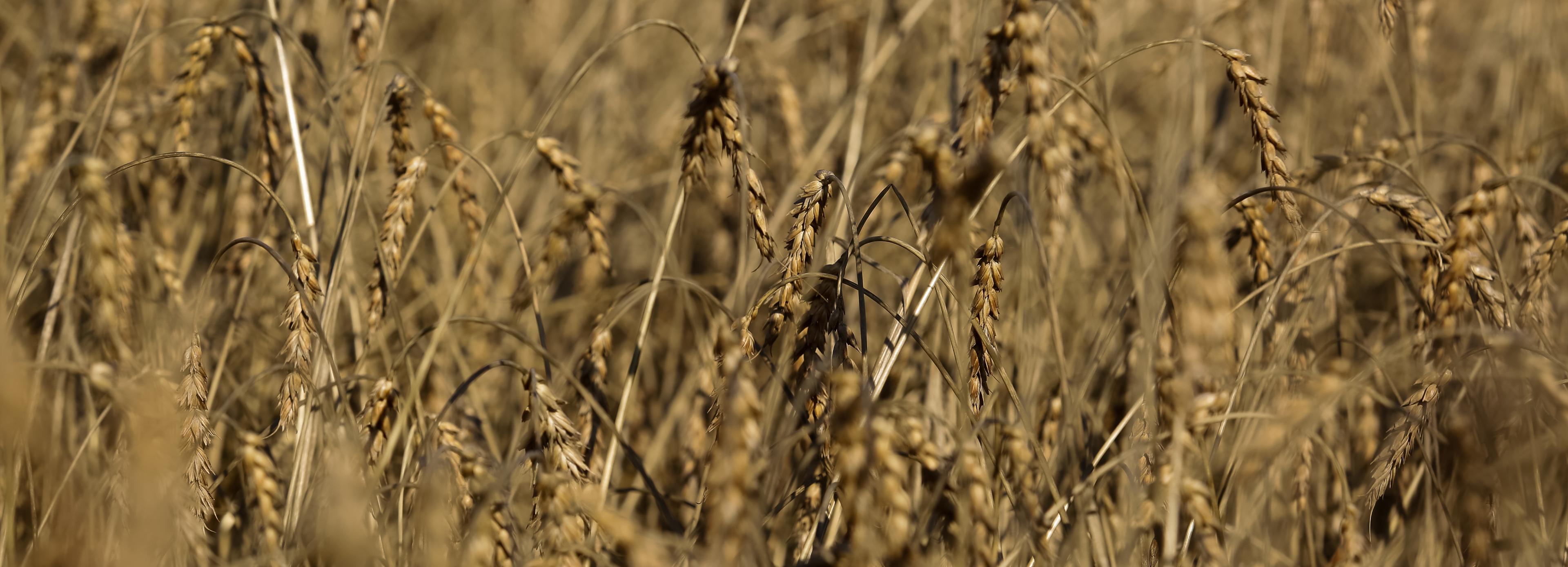 Первый миллион тонн зерна намолотили в Новосибирской области