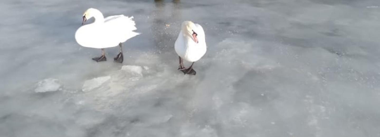 Отказавшихся улетать из-под Новосибирска лебедей обследуют ветеринары