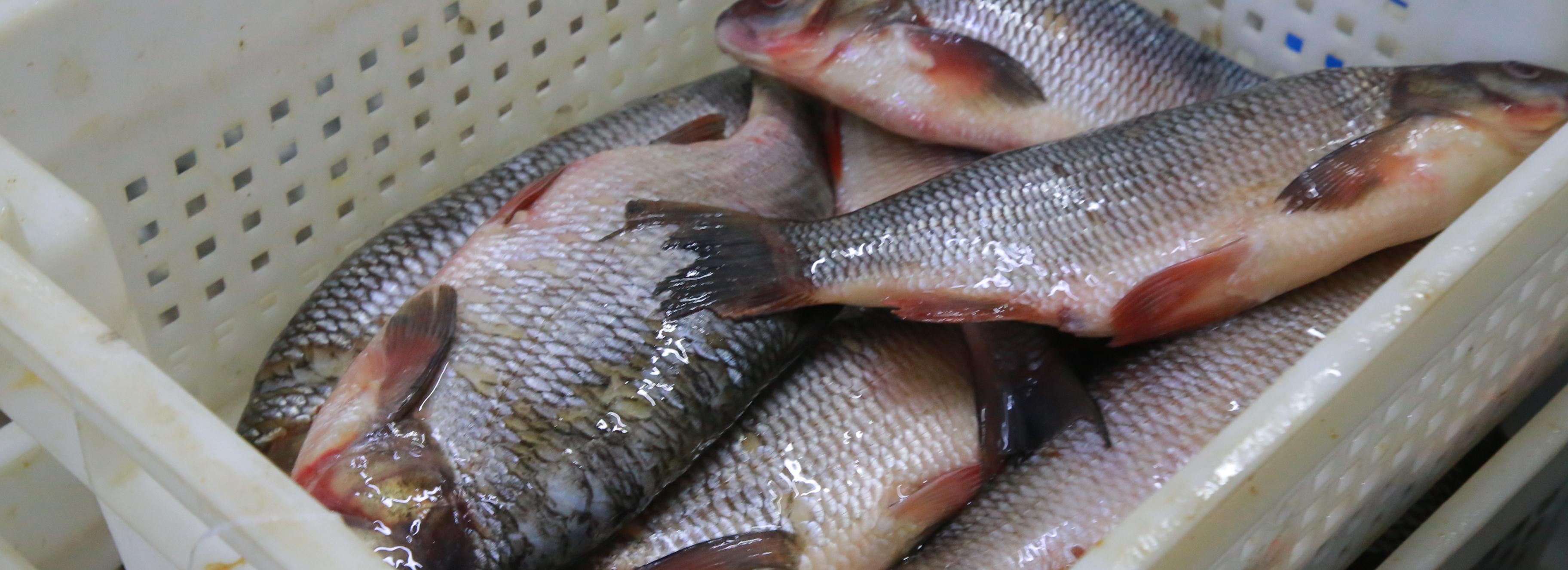 Новосибирских карасей и сазанов отправили в Китай впервые с 2020 года