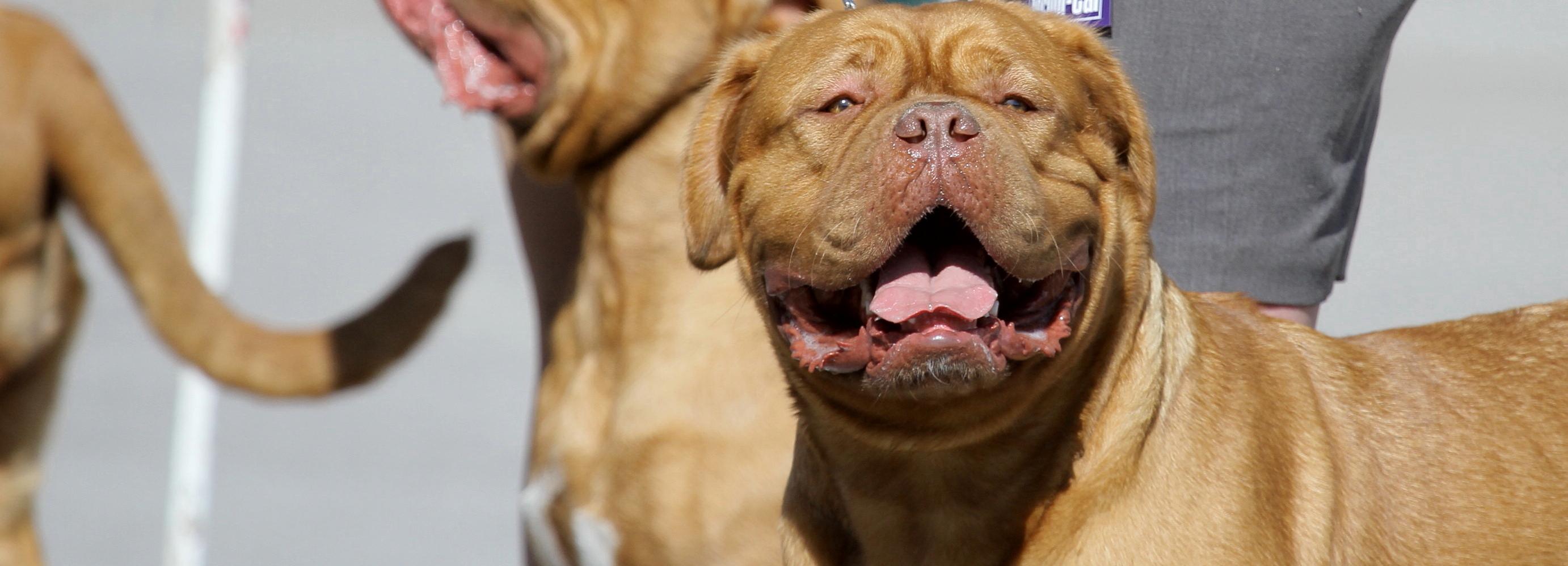 Мэр Локоть предложил регистрировать домашних животных