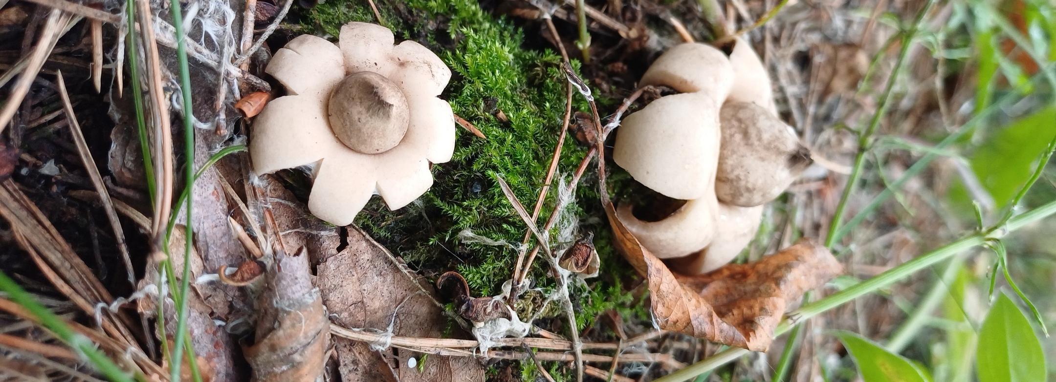 Похожие на звёзды грибы со вкусом бумаги нашли в Бугринском лесу