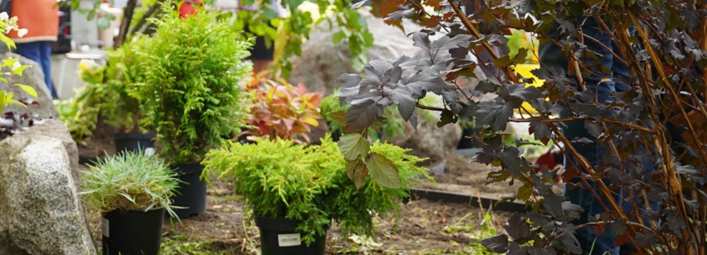 Хаотично лежащие камни на Лежена превратили в клумбу для карманного парка