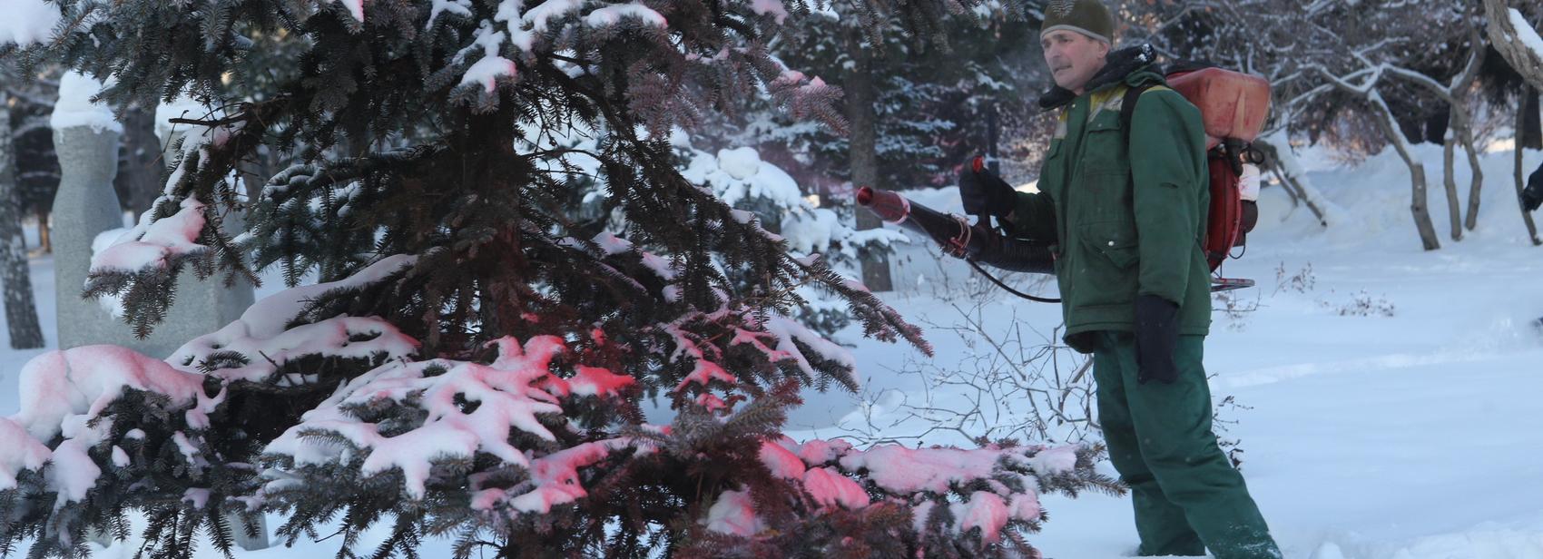 Ёлки в парках Новосибирска опрыскивают едким розовым раствором