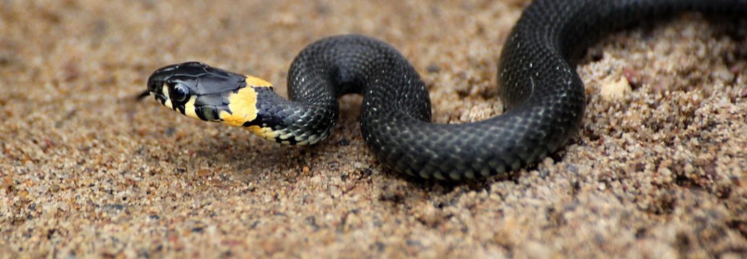 Детёныш ужа забрался в подъезд многоэтажки в Новосибирске