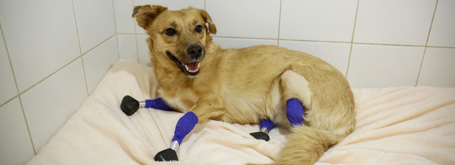 Дворняжка Моника с четырьмя новосибирскими протезами поедет жить в Лондон