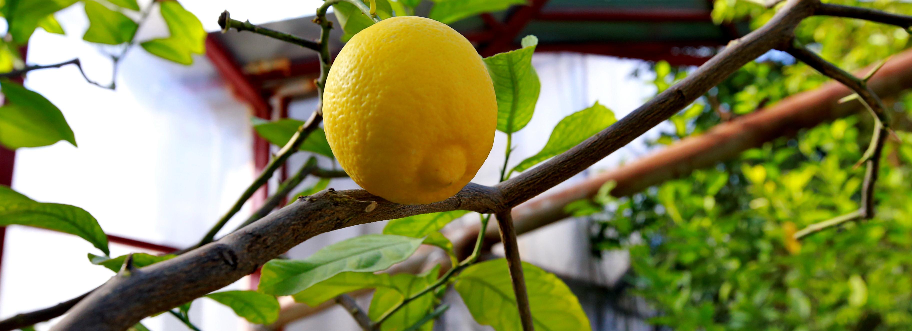 Что сделать, чтобы лимон цвёл, пах и плодоносил