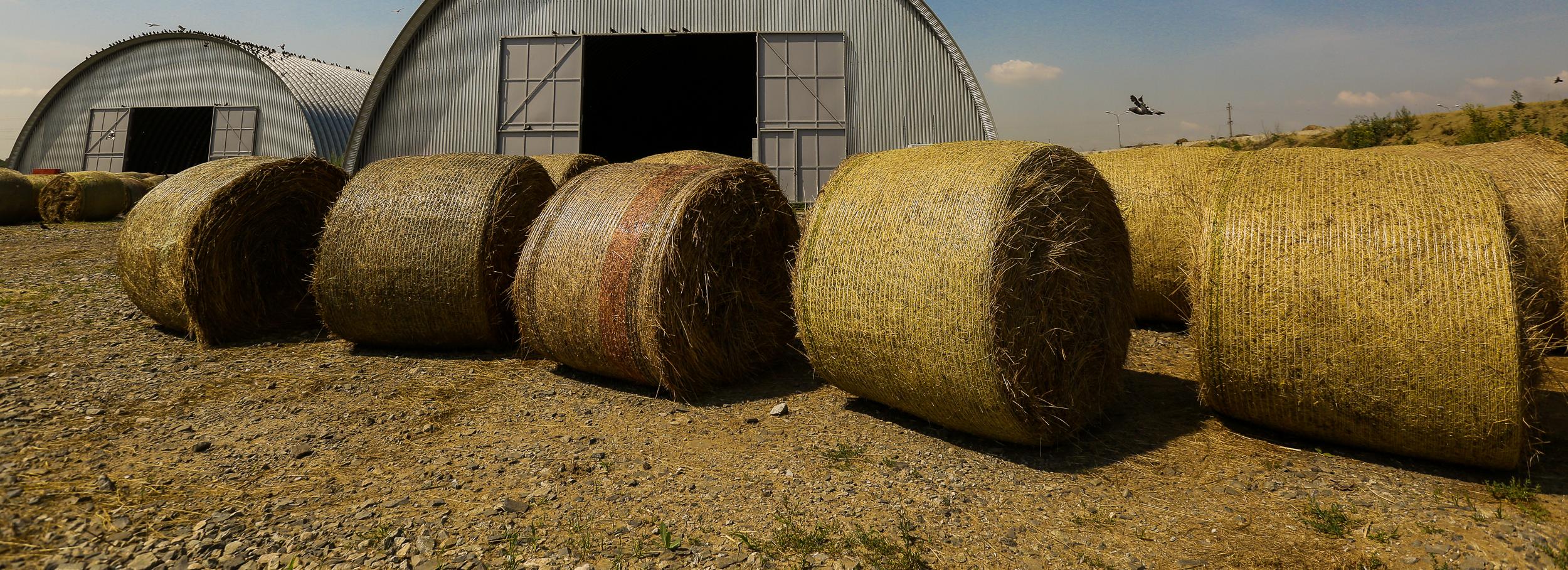 Самый сенокос: летний фоторепортаж с полей под Новосибирском