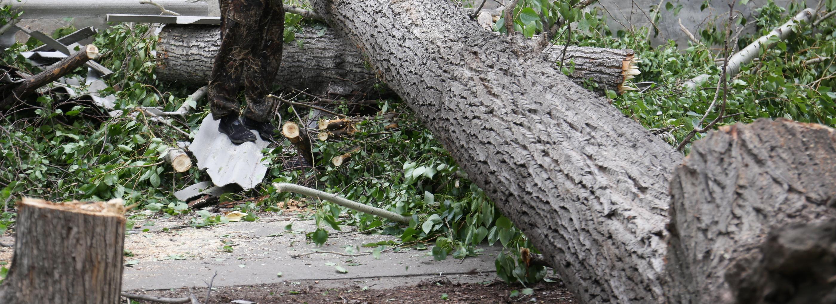 12 деревьев упало во время ливня с градом в правобережье Новосибирска