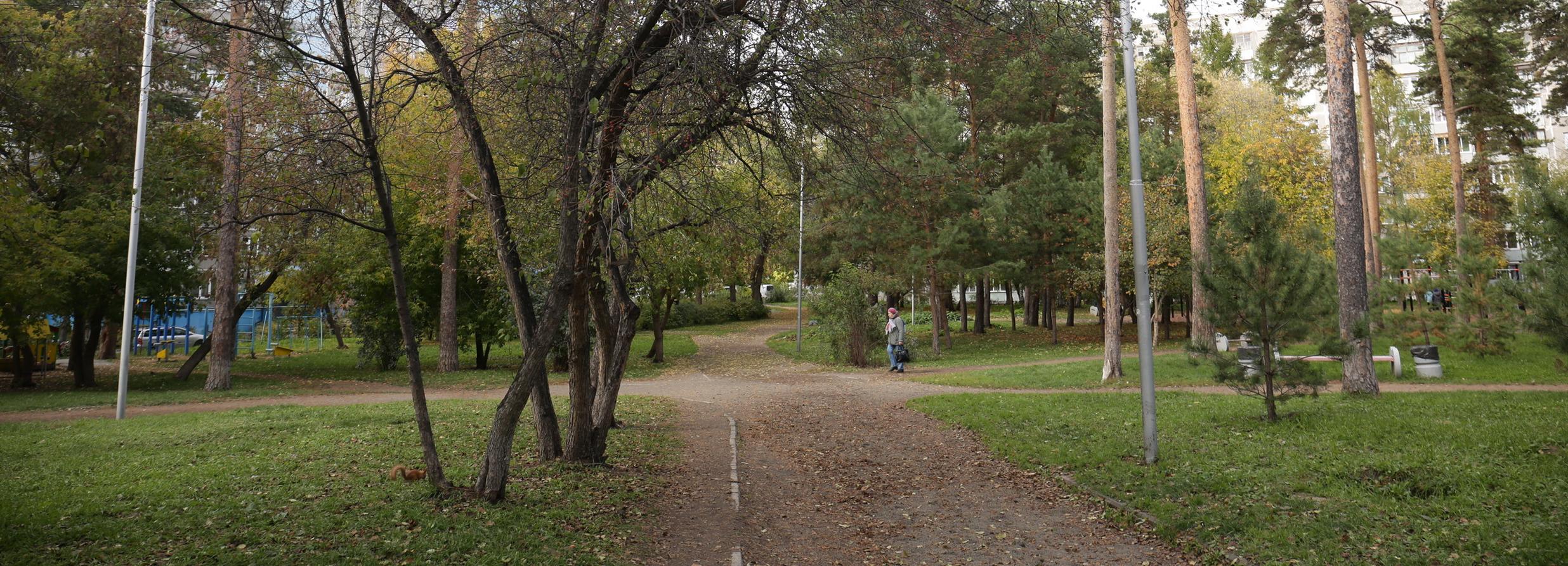 Молодые ивы защитят от паводка Тимирязевский сквер в Новосибирске