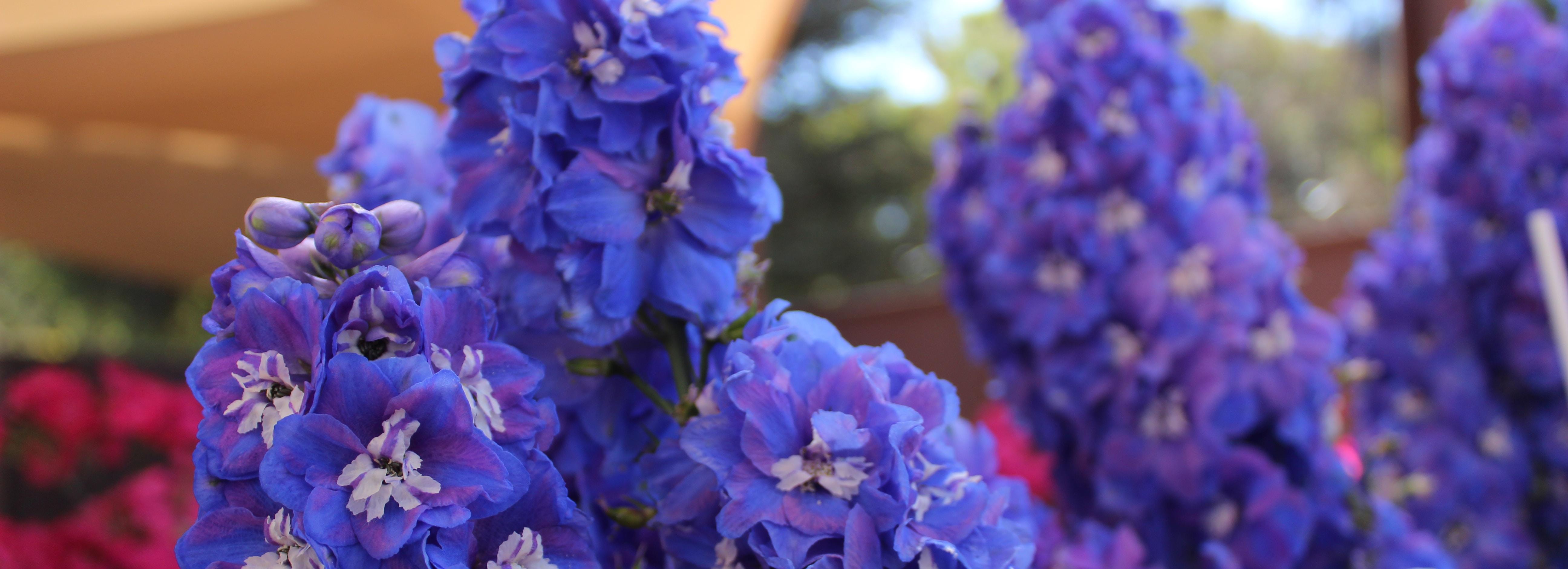 Заражённые дельфиниумы и гипсофилы не пустили в Новосибирскую область