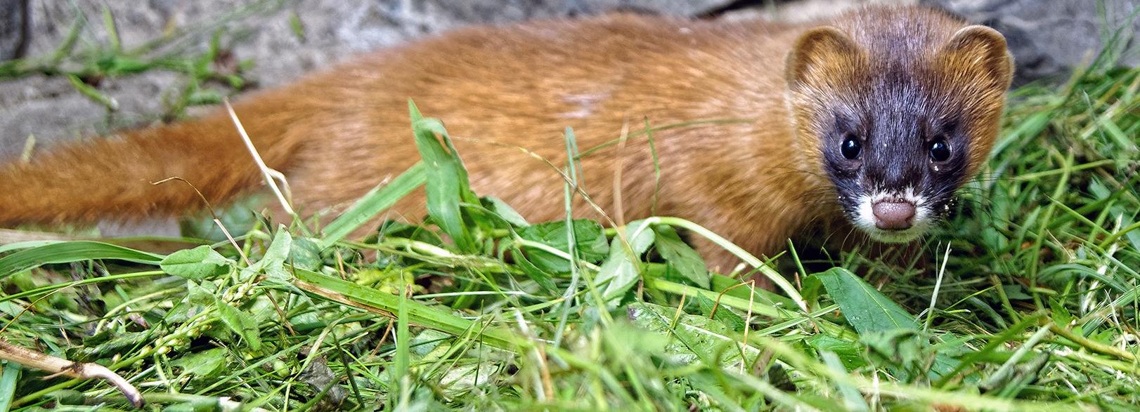 День защиты животных отметили в Новосибирском зоопарке