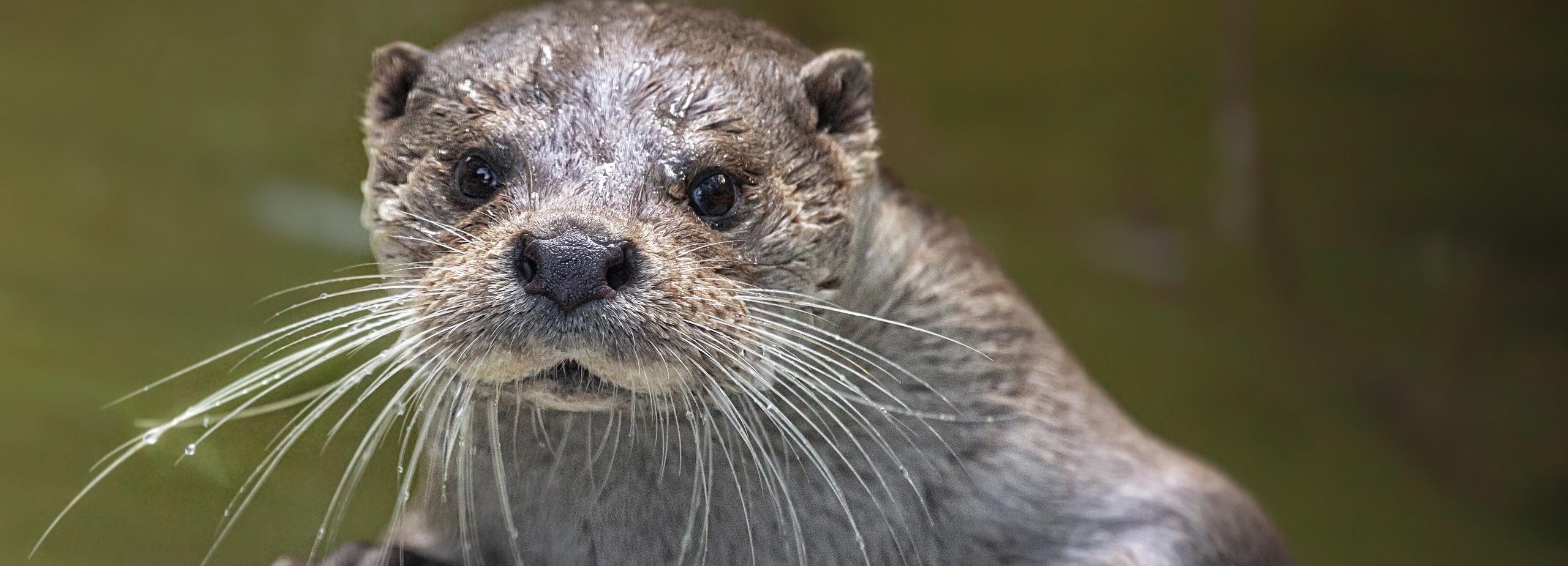 Молодая выдра Идан в Новосибирском зоопарке впервые стала мамой