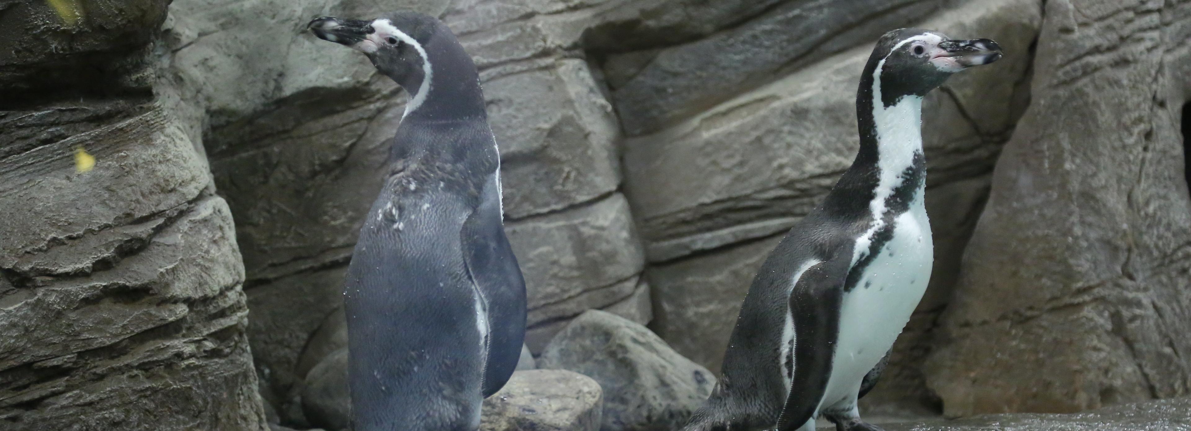 Пингвинов перевели в уличный вольер в Новосибирском зоопарке