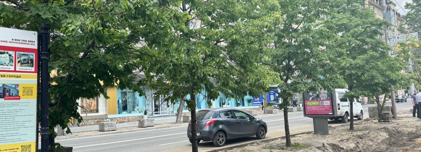 24 молодые липы украсят аллею улицы Орджоникидзе