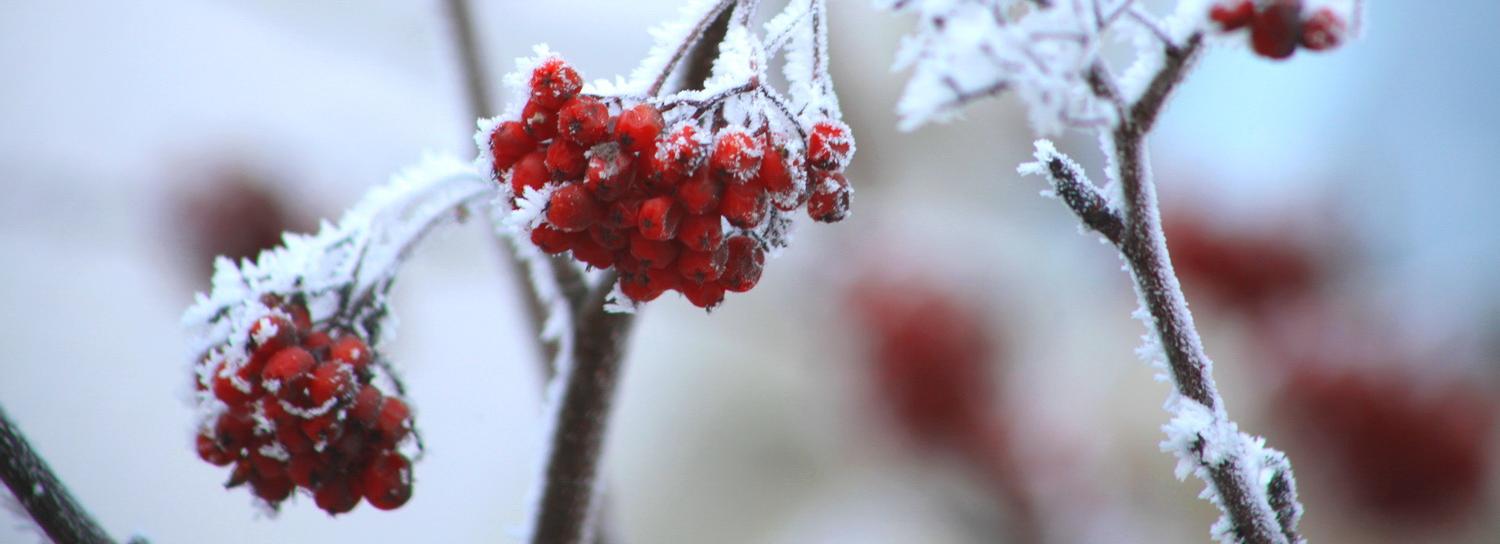 Арктический воздух заблокирован: в Новосибирске потеплеет до нуля
