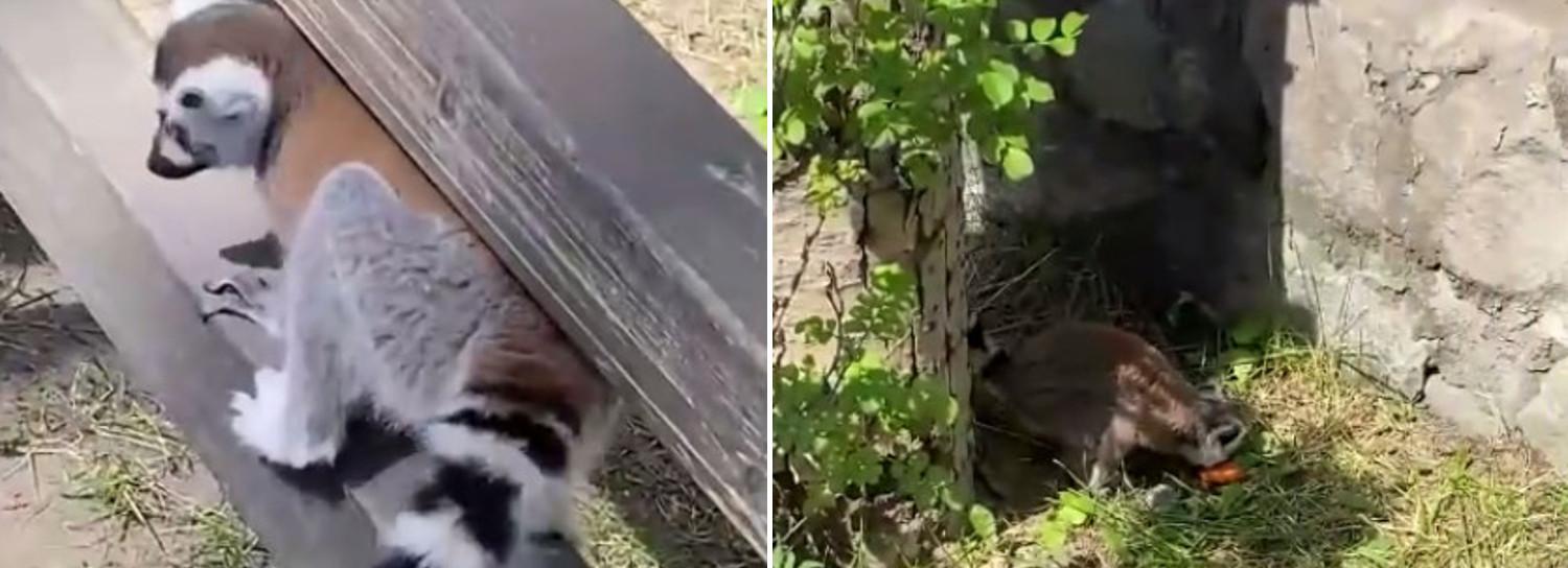 Два лемура выбрались из клетки в Новосибирском зоопарке