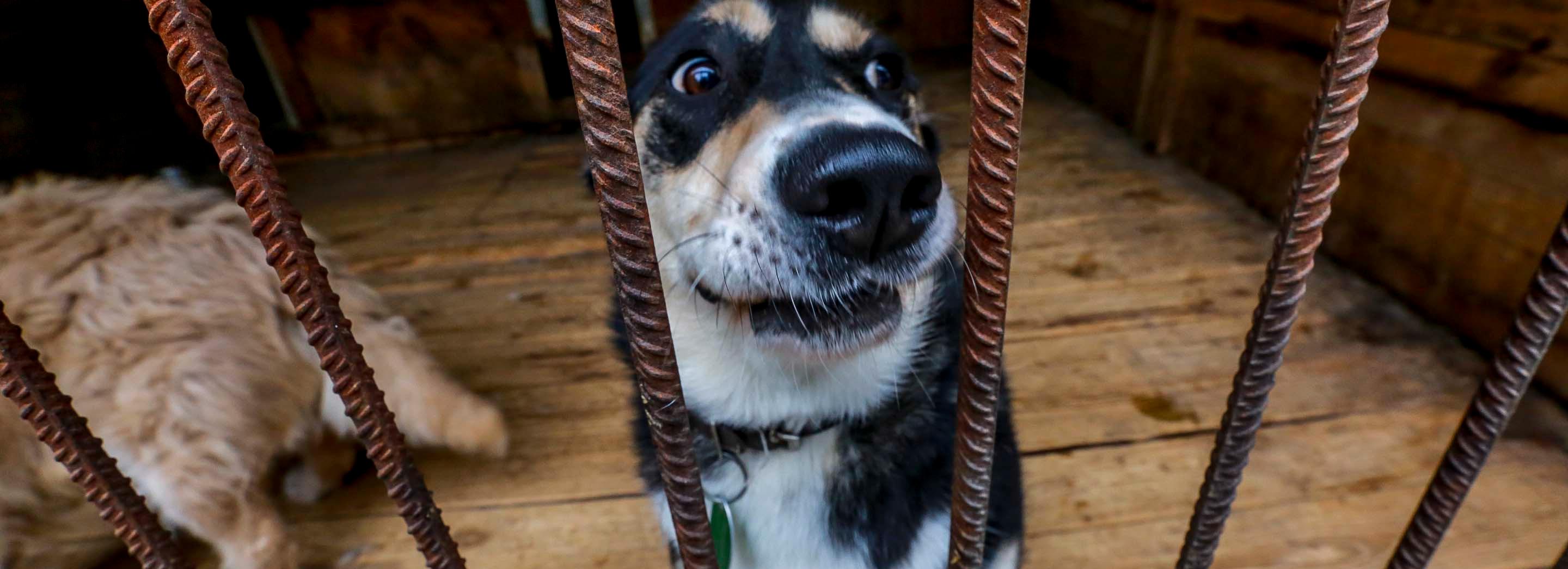 Искусственный интеллект поможет вести учёт бездомных животных