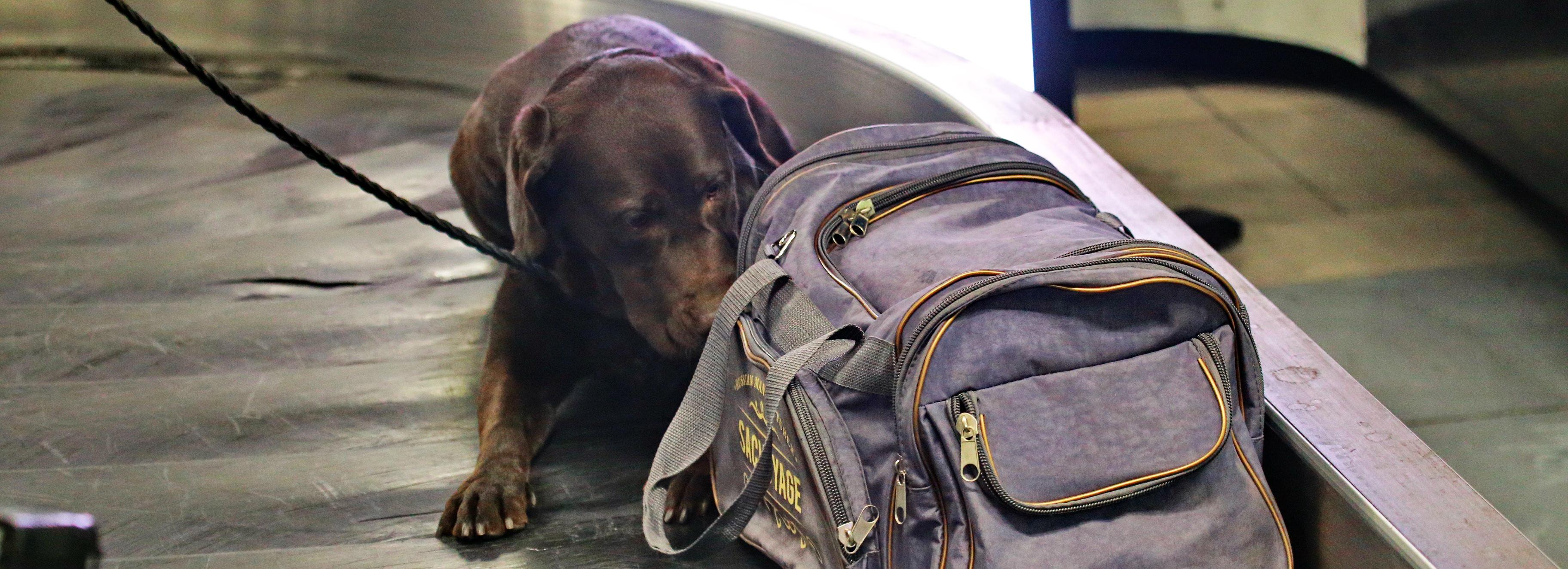 Ушастая Баяра не дала вывезти доллары из Новосибирска в Самарканд