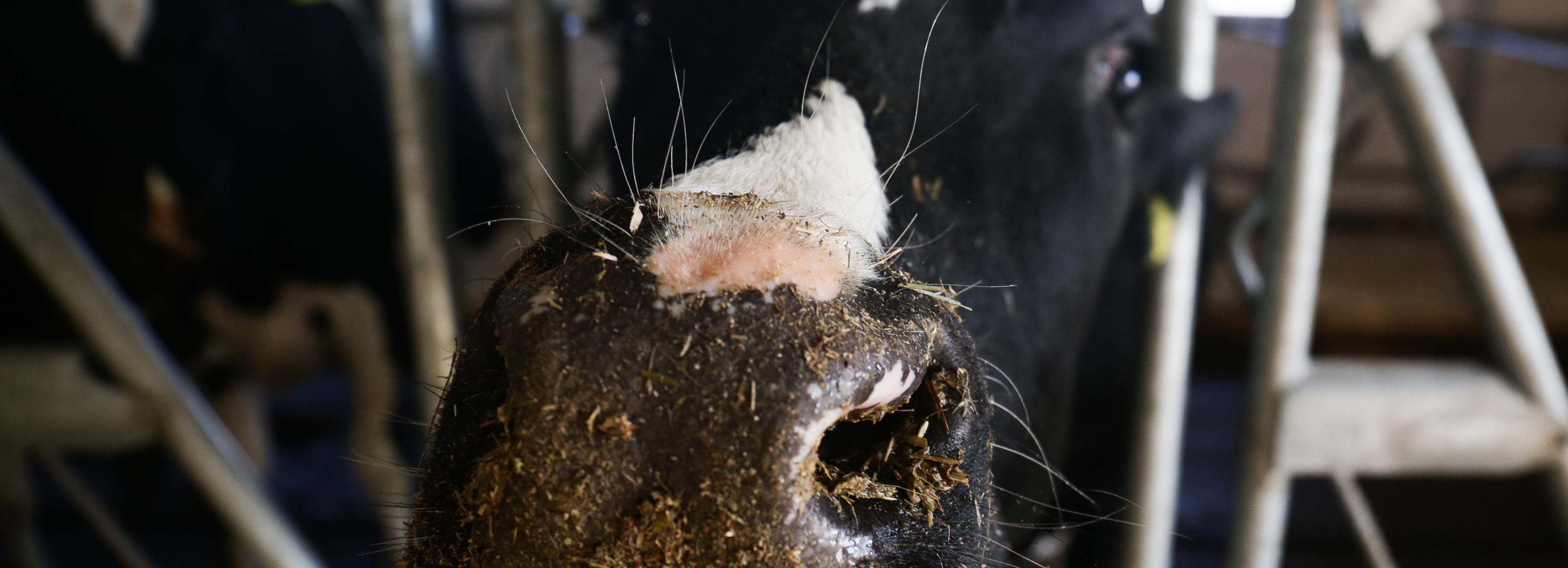 Карантин по бешенству ввели в двух населённых пунктах под Новосибирском