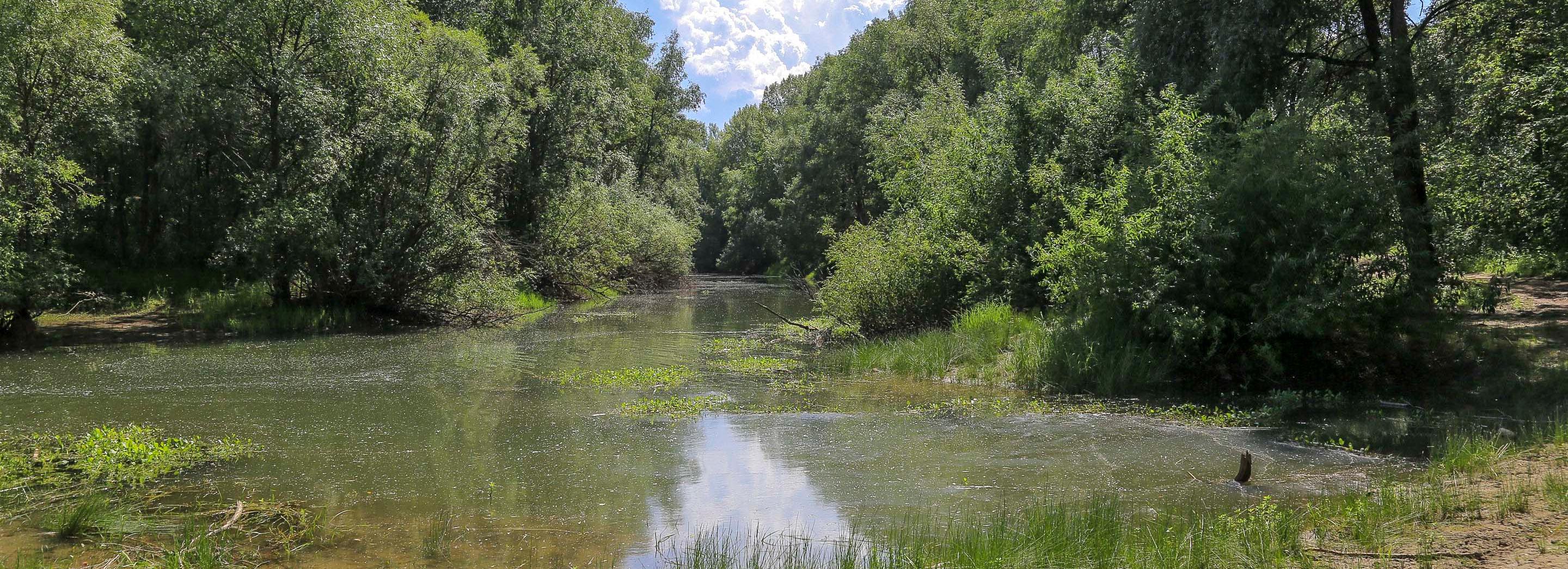 Прогноз на лето по комарам и мошкам дала биолог из Новосибирска
