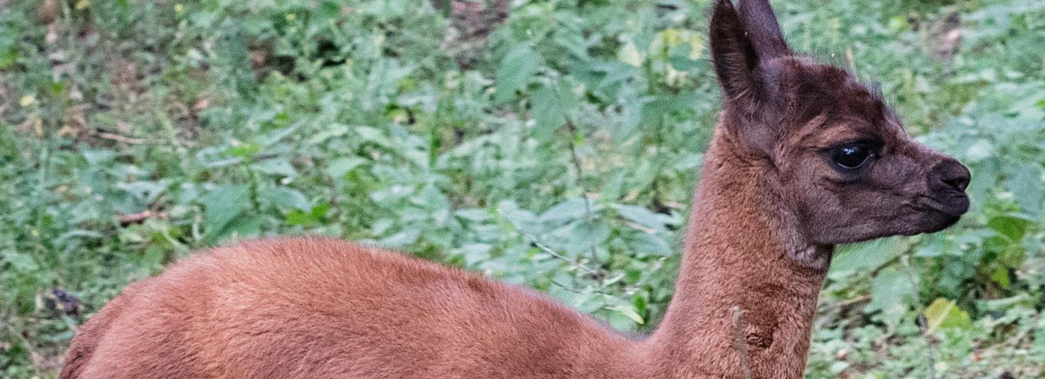 Крохотную ламу кормят молоком из бутылочки в Новосибирском зоопарке