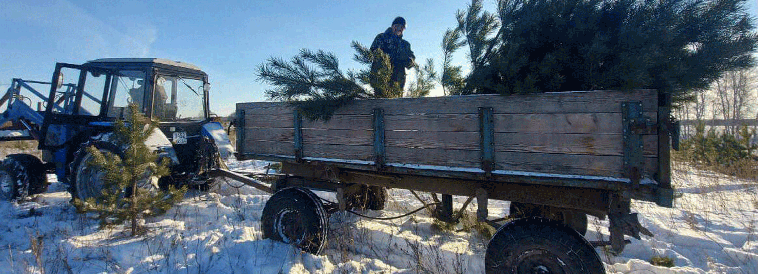 30 000 ёлок срубят к Новому году в Новосибирской области