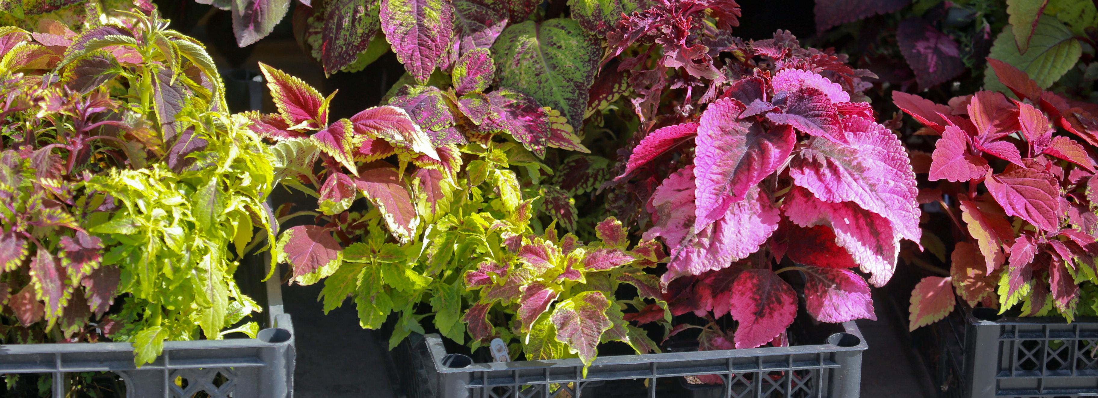 Лучшие СНТ выбрали на ярмарке садоводов в Новосибирске