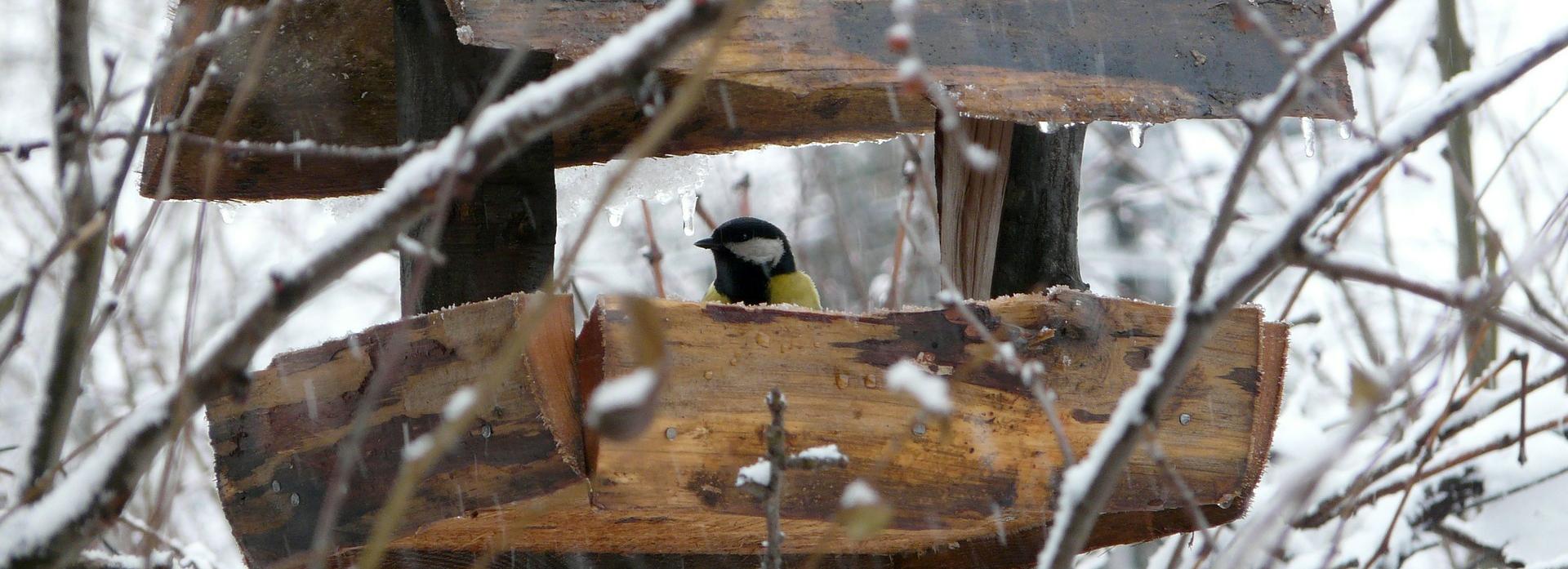 Осенний конкурс кормушек объявили в Новосибирском зоопарке