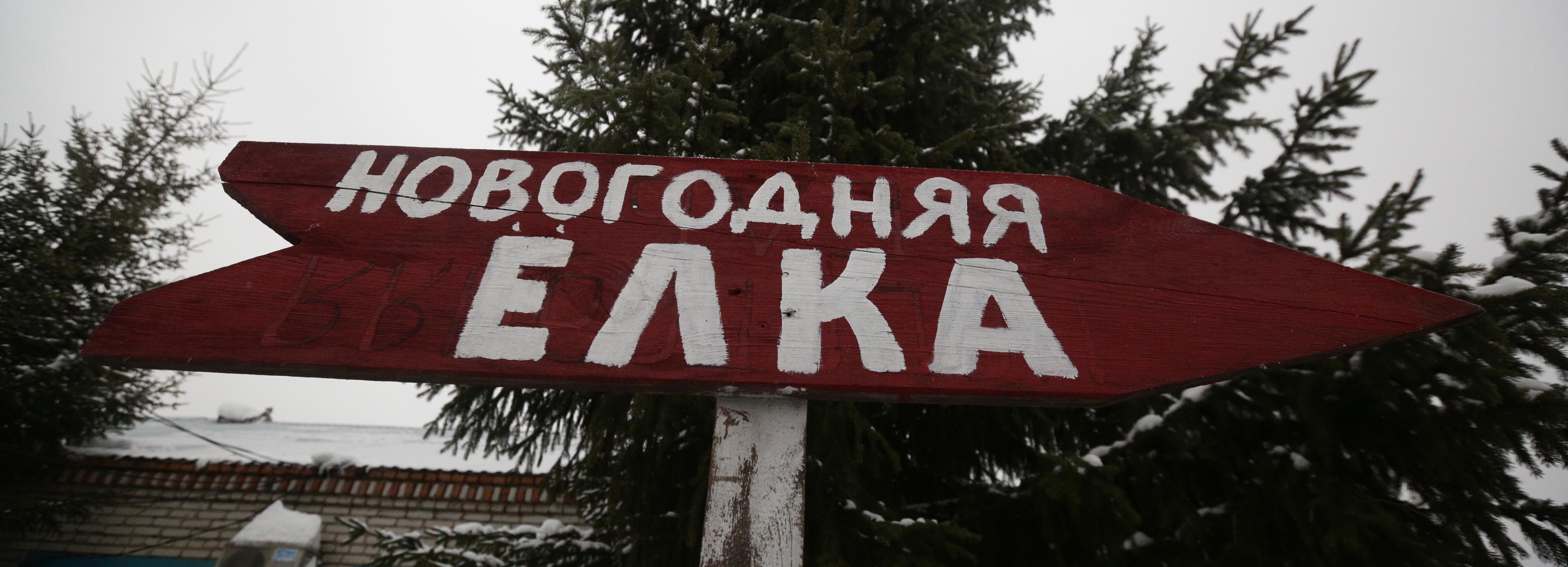 Экзотические коники и пуансеттии везут к Новому году в Новосибирск