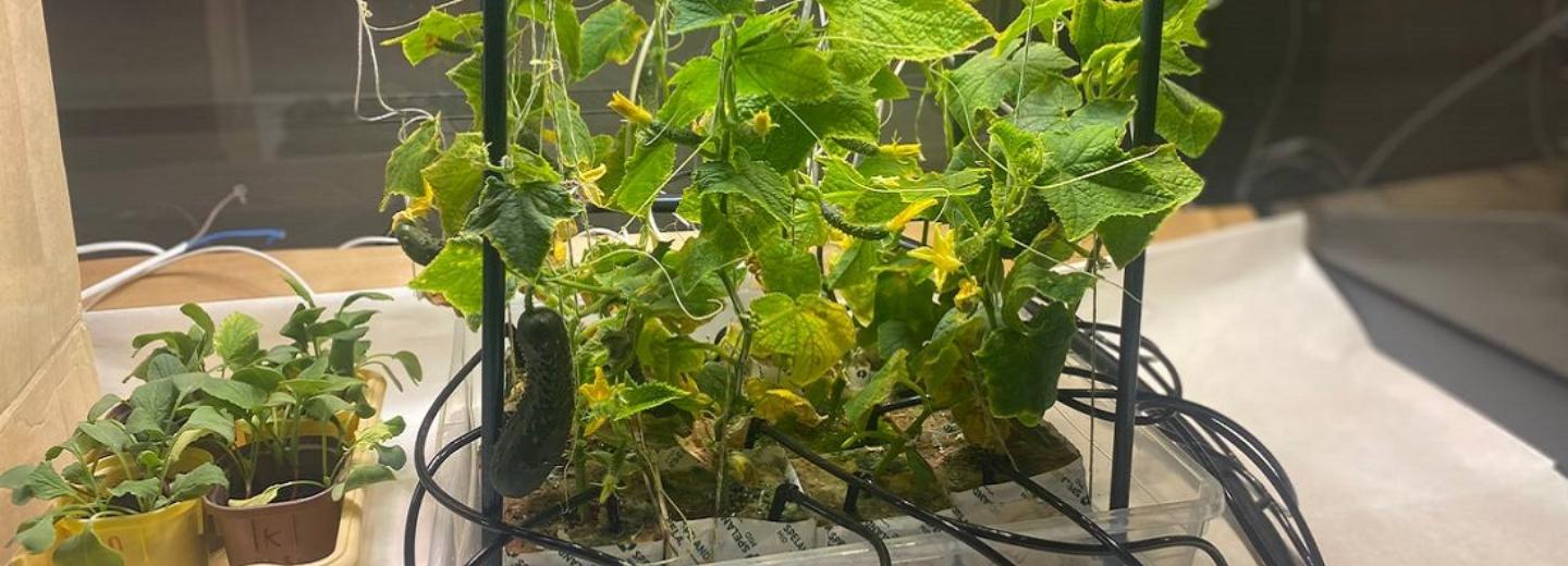 Биогель для быстрого роста овощей разработали в лаборатории НГТУ