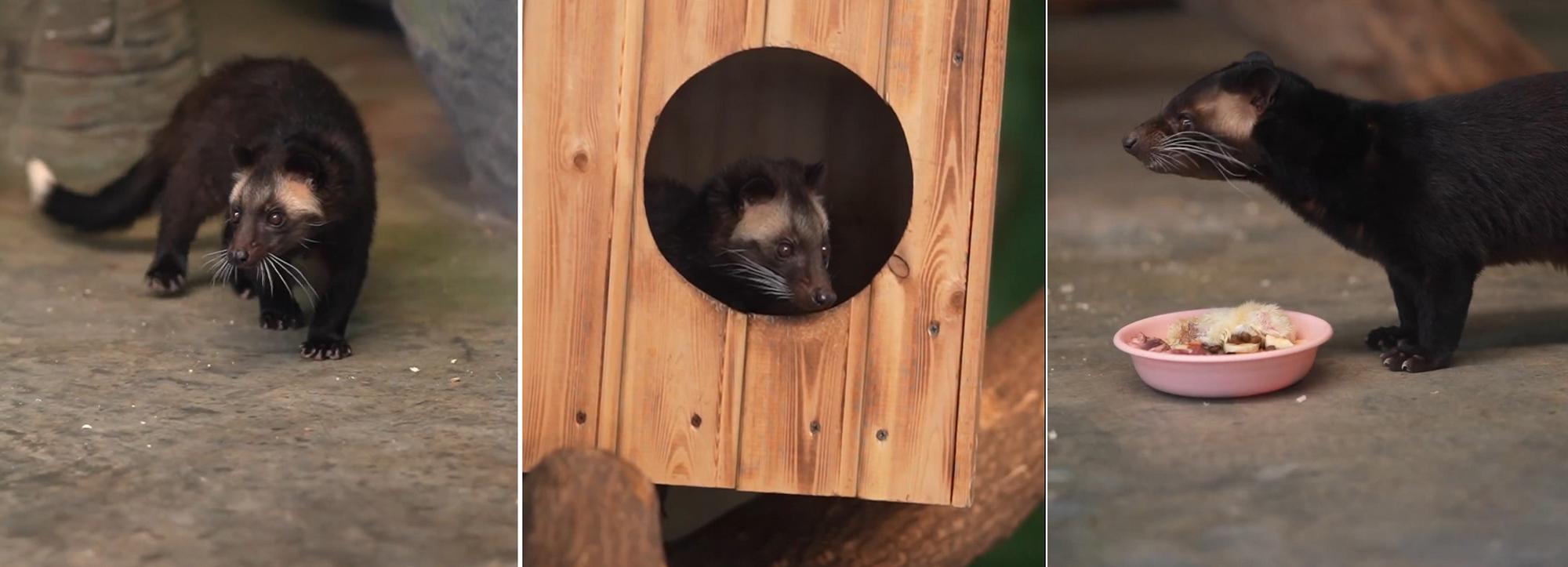 Видео с детёнышами редких пальмовых циветт выложил Новосибирский зоопарк