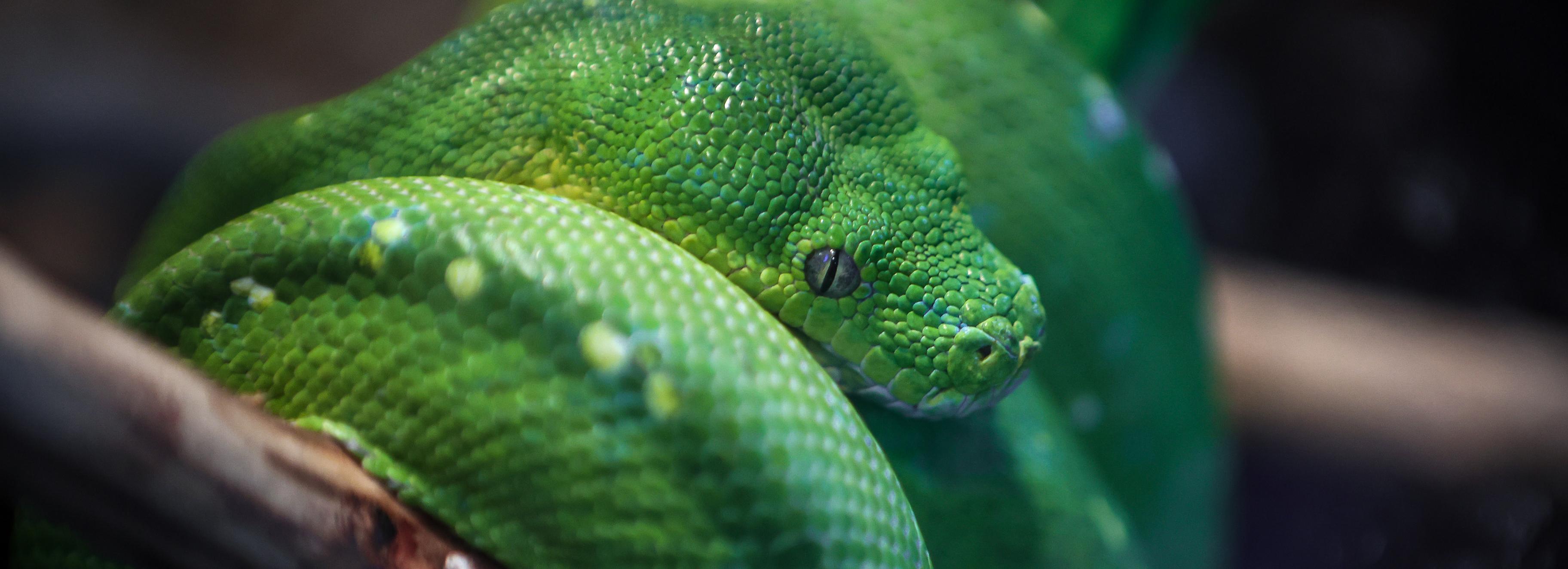 О, мой гад: красивые и необычные змеи, которые живут в нашем зоопарке