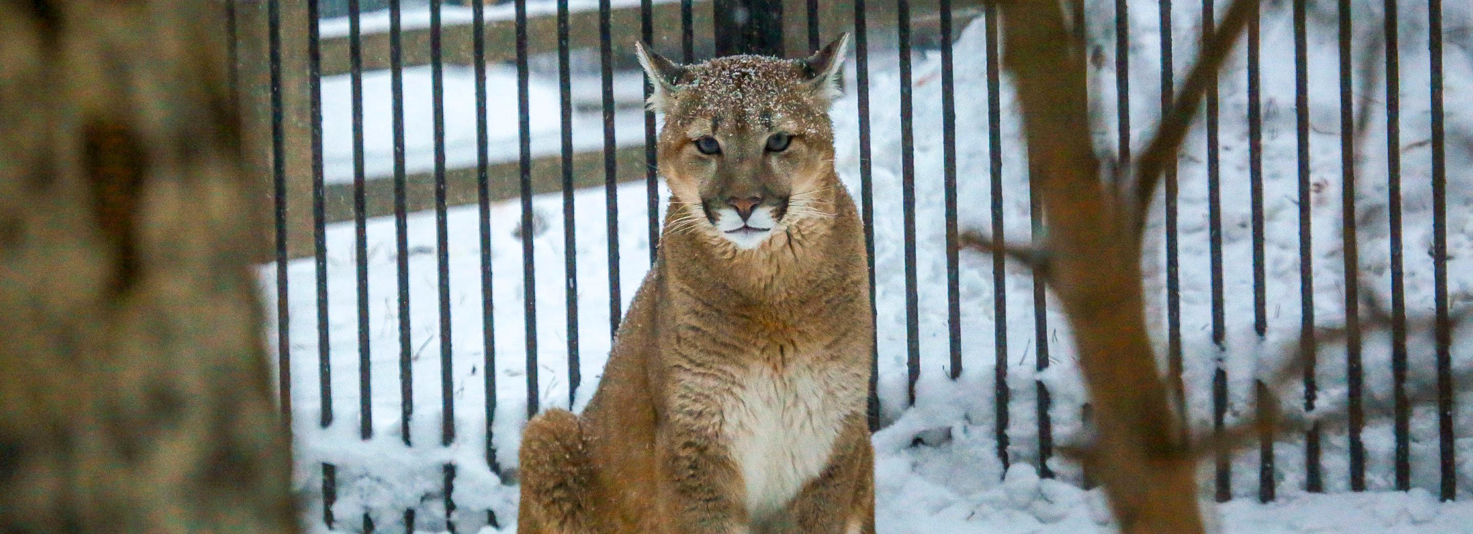С 1 марта на 50 рублей подорожает льготный билет в новосибирский зоопарк